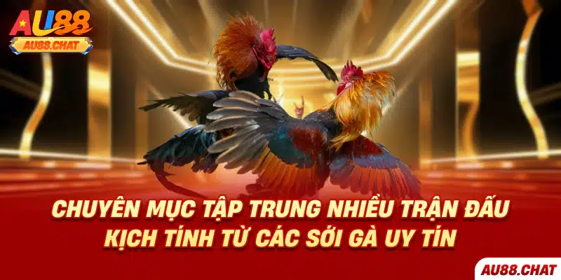 Đá gà Au88 - Lựa chọn giải trí lý tưởng cho người Việt